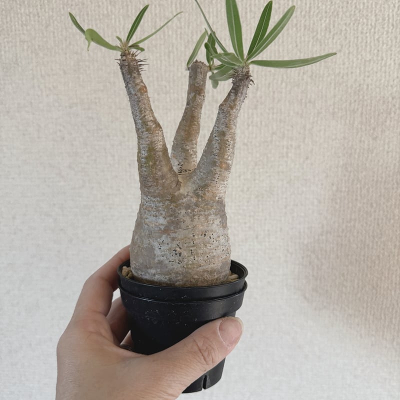 発根済 パキポディウムグラキリス | plants TORICO