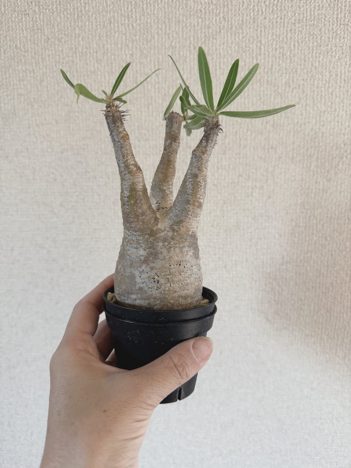 発根済 パキポディウムグラキリス | plants TORICO