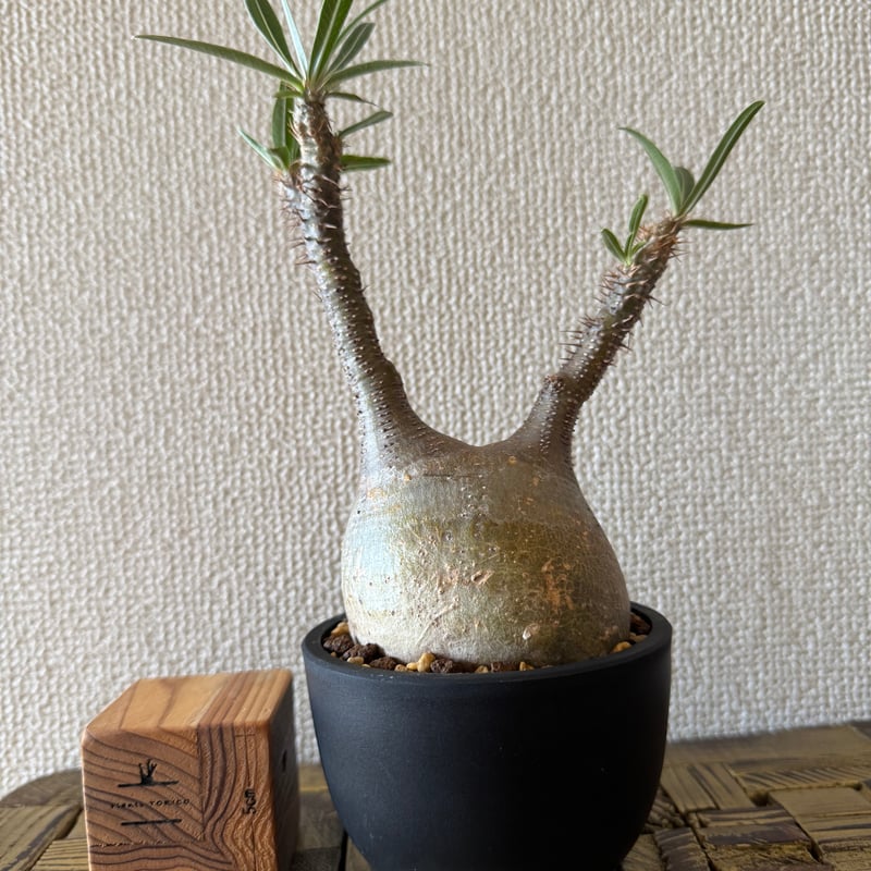 発根済 パキポディウムグラキリス | plants TORICO