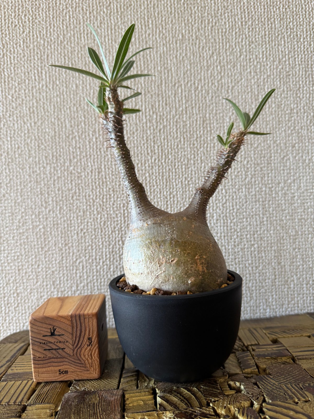 発根済 パキポディウムグラキリス | plants TORICO