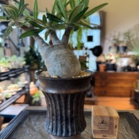 発根済 パキポディウムグラキリス | plants TORICO