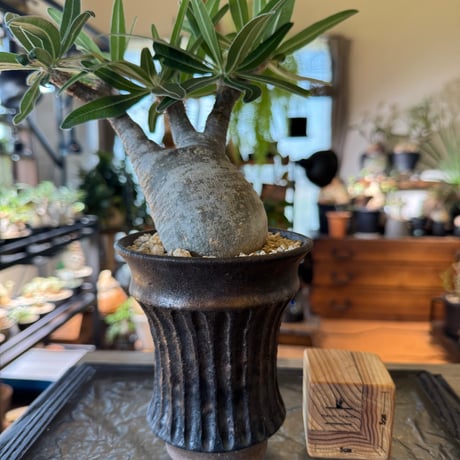 発根済グラキリス | STORES