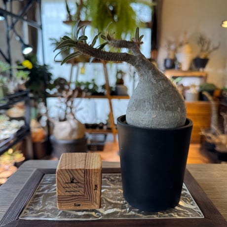 現地球 | STORES