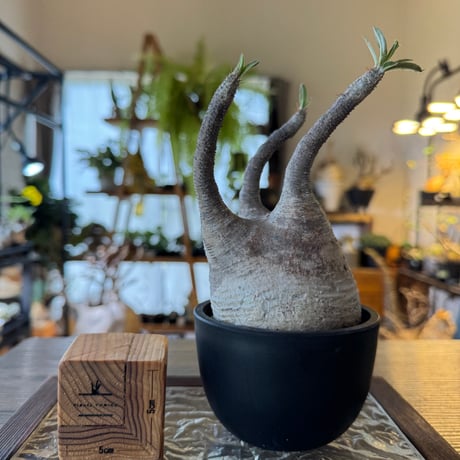 パキプス　コーデックス コーデックス | STORES
