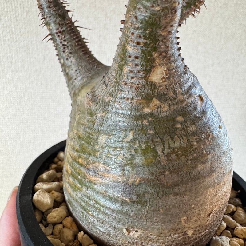 発根済 パキポディウムグラキリス | plants TORICO