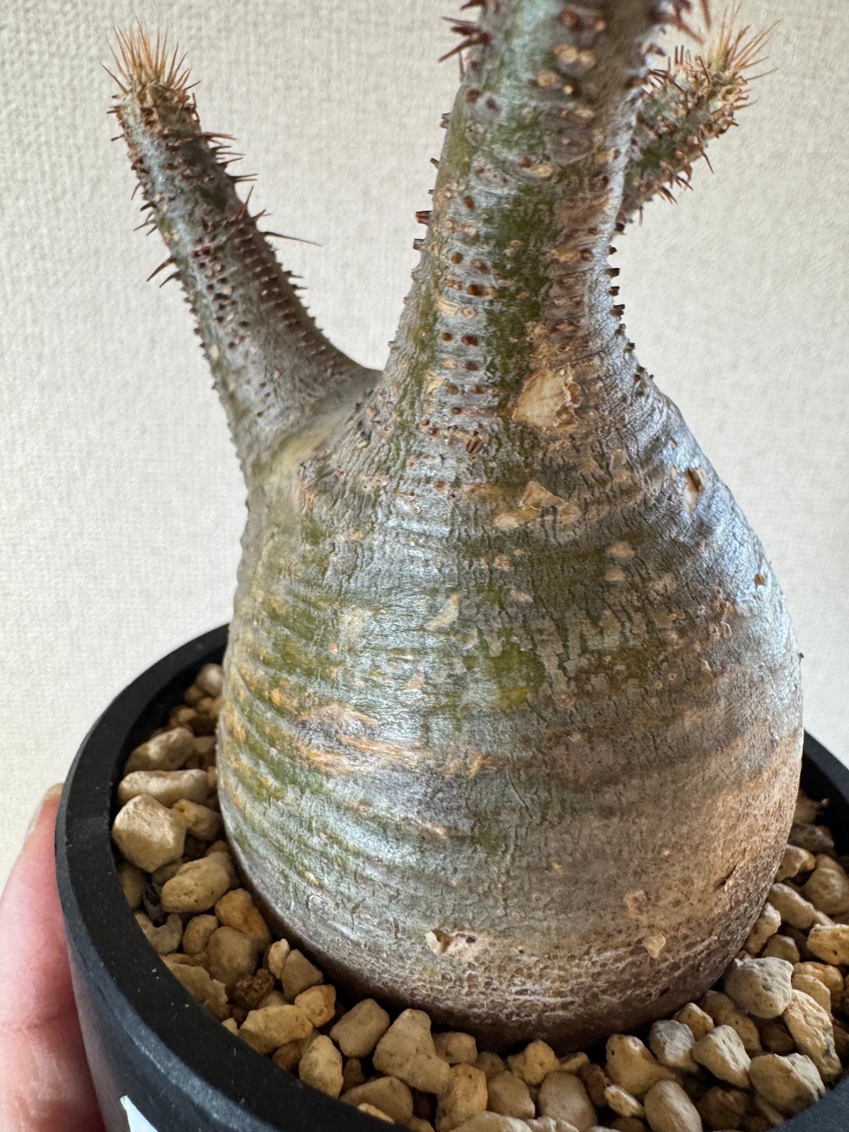 発根済 パキポディウムグラキリス | plants TORICO 発根済 パキポディウムグラキリス | plants TORICO