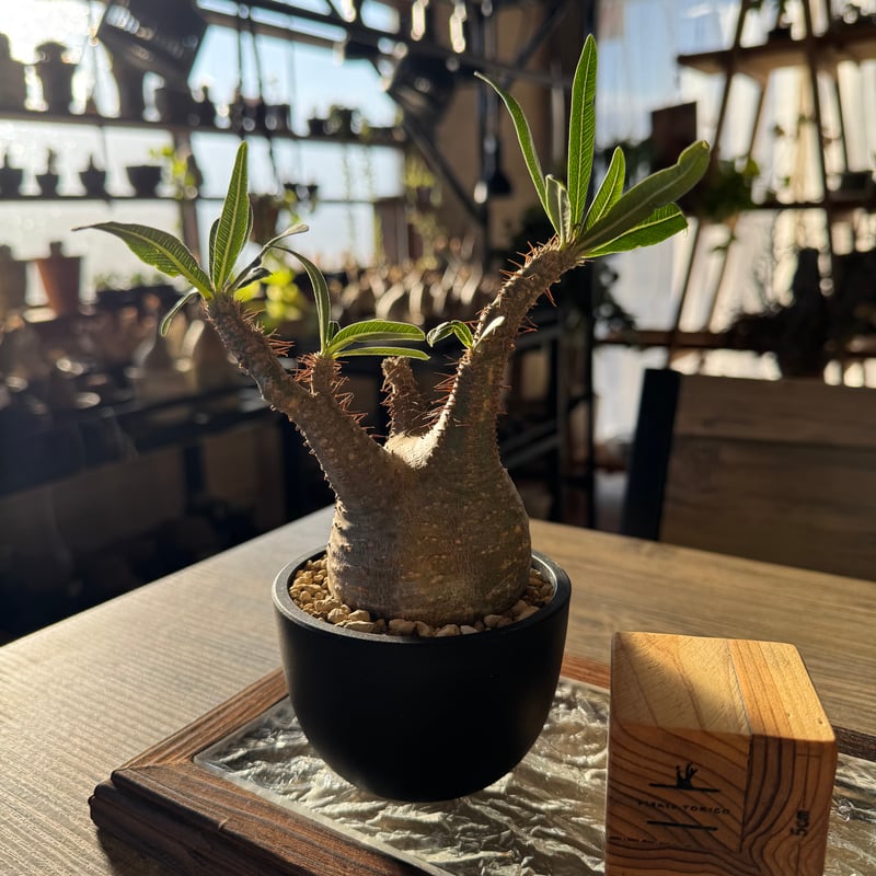 発根済 パキポディウムグラキリス | plants TORICO