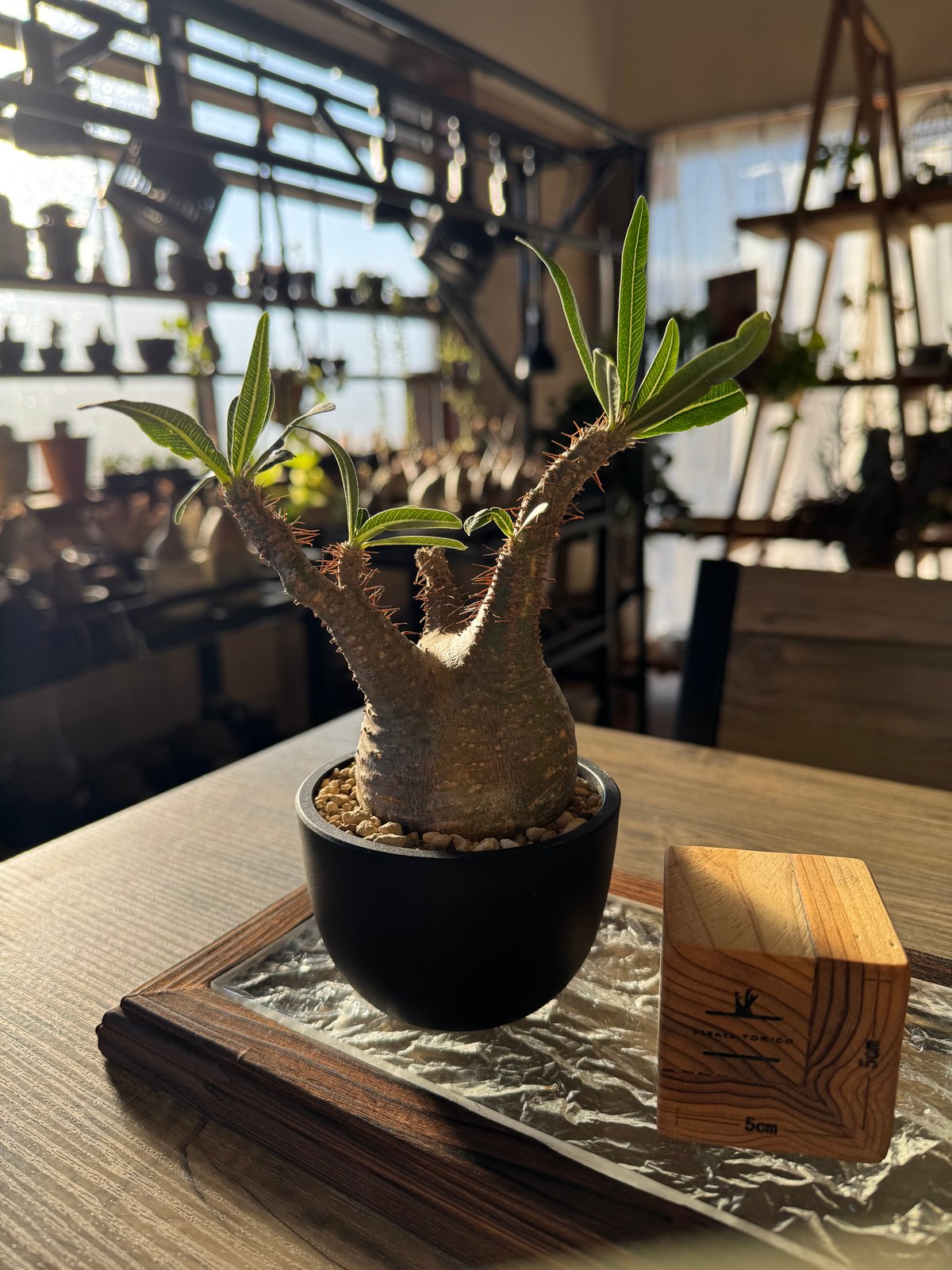 発根済 パキポディウムグラキリス | plants TORICO