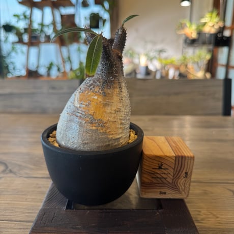 サーガ❗️勤労感謝の日セール❗️グラキリス丸め発根管理中 現地球 サーガ❗️勤労感謝の日セール❗️グラキリス丸め発根管理中 現地球