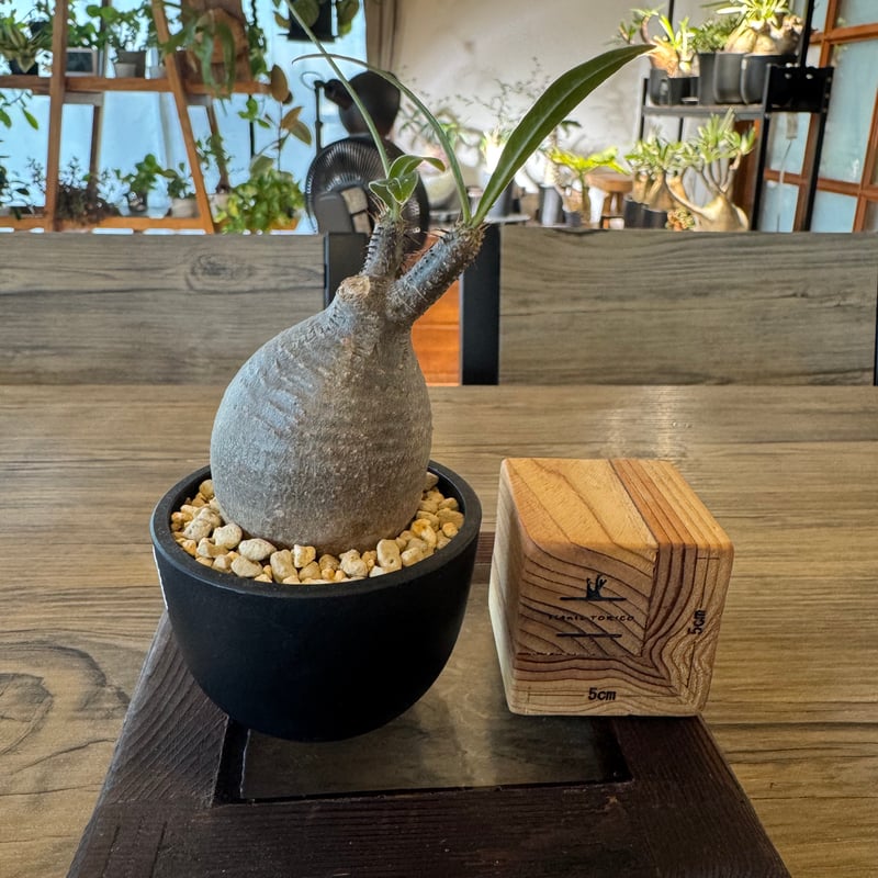 手作り 植木鉢 検索（塊根植物パキポディウム グラキリス アガベ ） 手