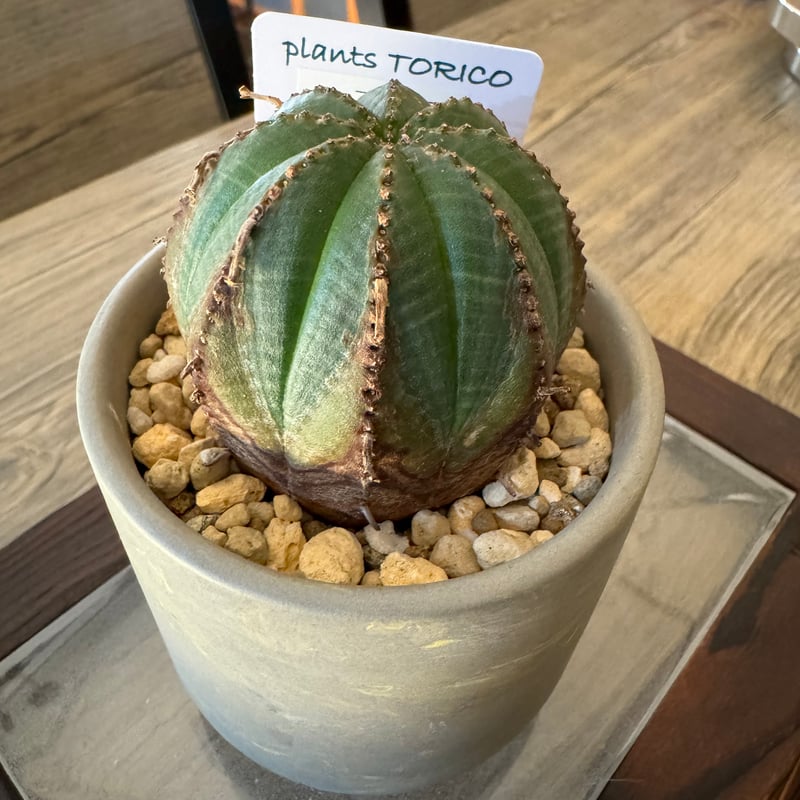 ユーフォルビア オベサ 木質化 | plants TORICO