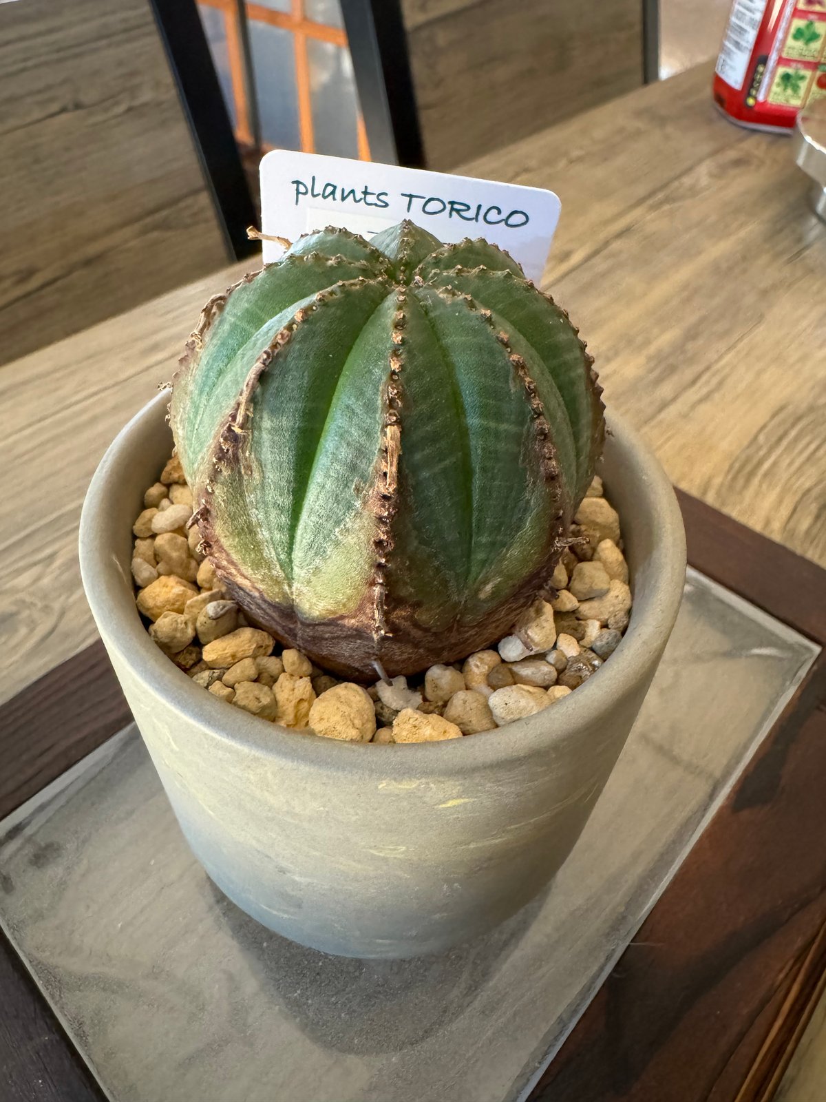 ユーフォルビア オベサ 木質化 | plants TORICO