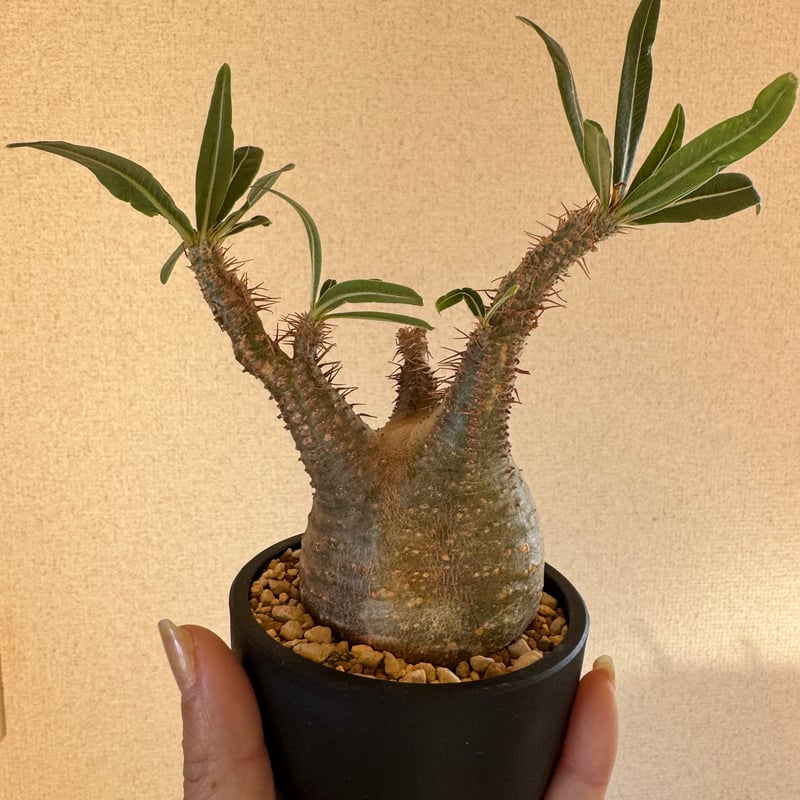 発根済 パキポディウムグラキリス | plants TORICO