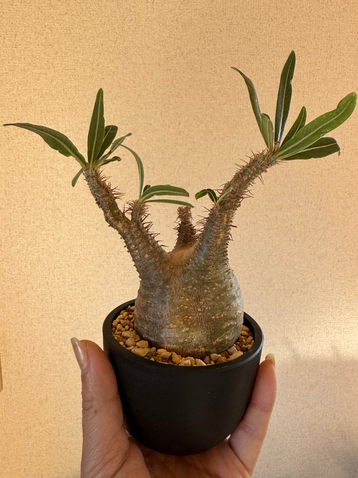 発根済 パキポディウムグラキリス | plants TORICO