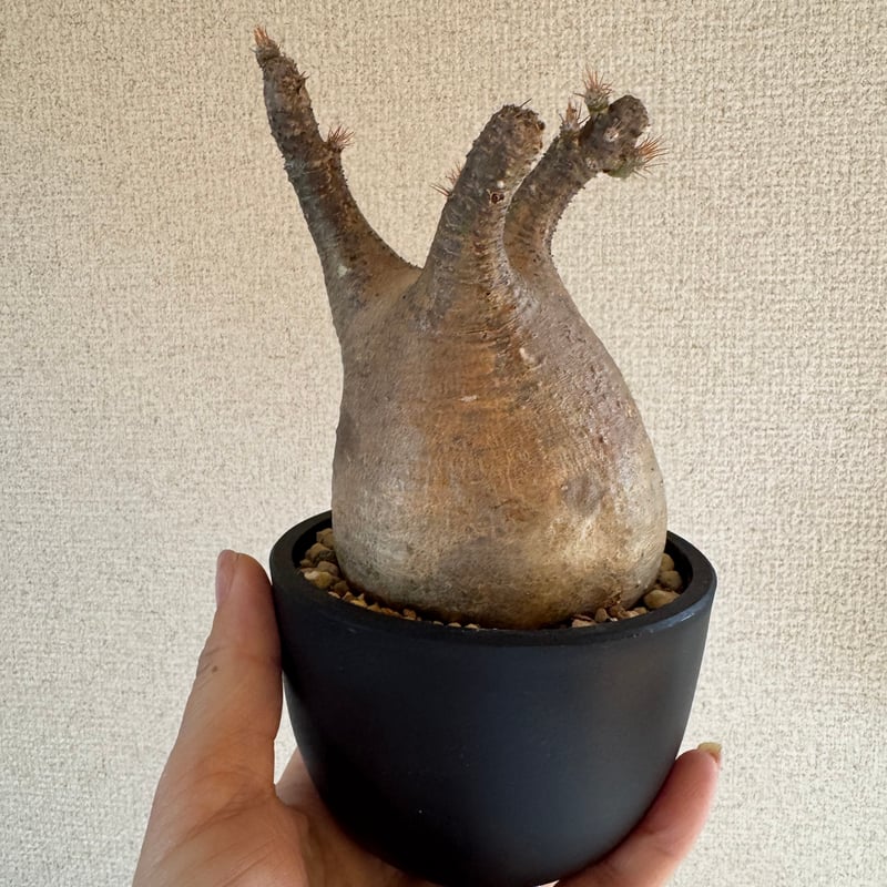 発根済 パキポディウムグラキリス | plants TORICO