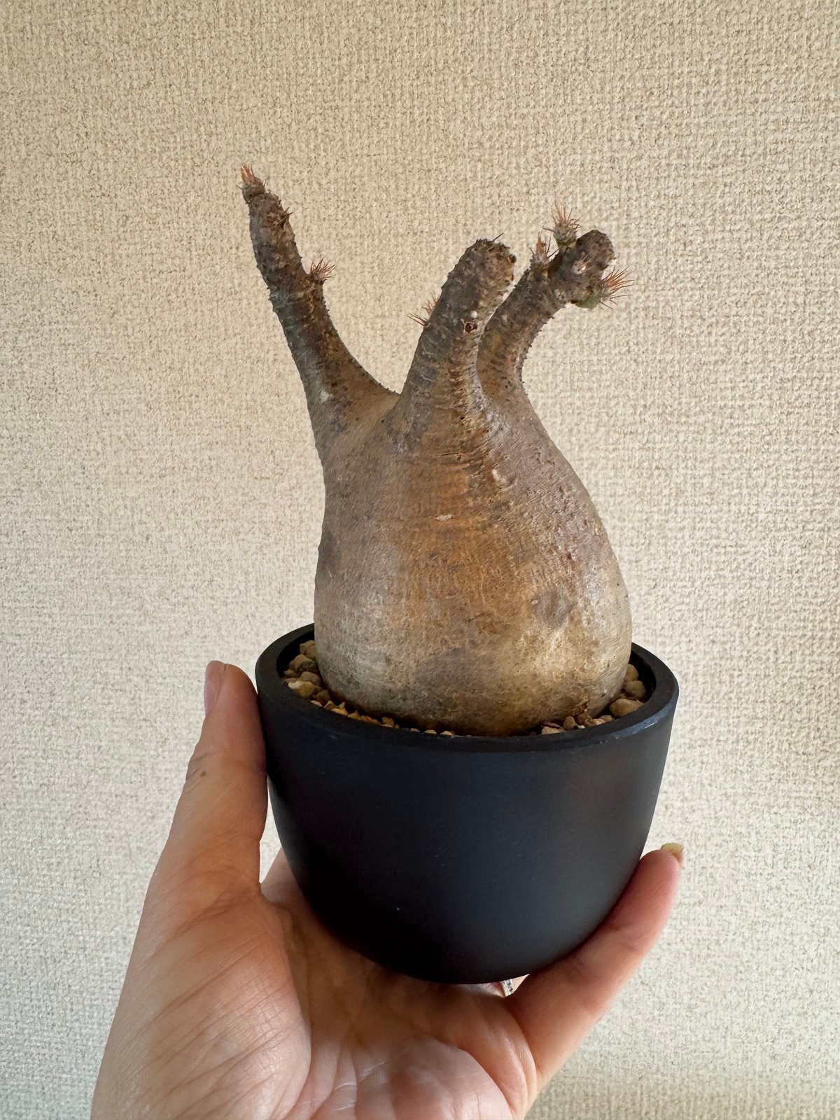 発根済 パキポディウムグラキリス | plants TORICO