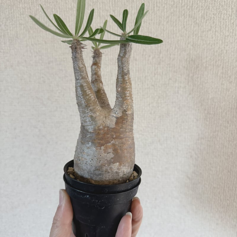 発根済 パキポディウムグラキリス | plants TORICO