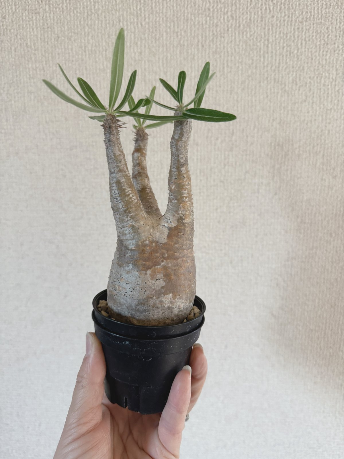 発根済 パキポディウムグラキリス | plants TORICO