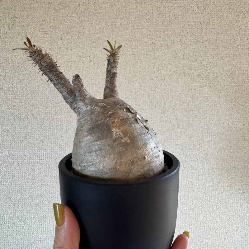 発根済 パキポディウムグラキリス | plants TORICO