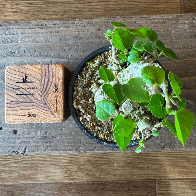 aobouzu FREAK'S STORE 木製ベース付　オオハマボウ　琉球盆栽 aobouzu FREAK'S STORE 木製ベース付 オオハマボウ 琉球盆栽