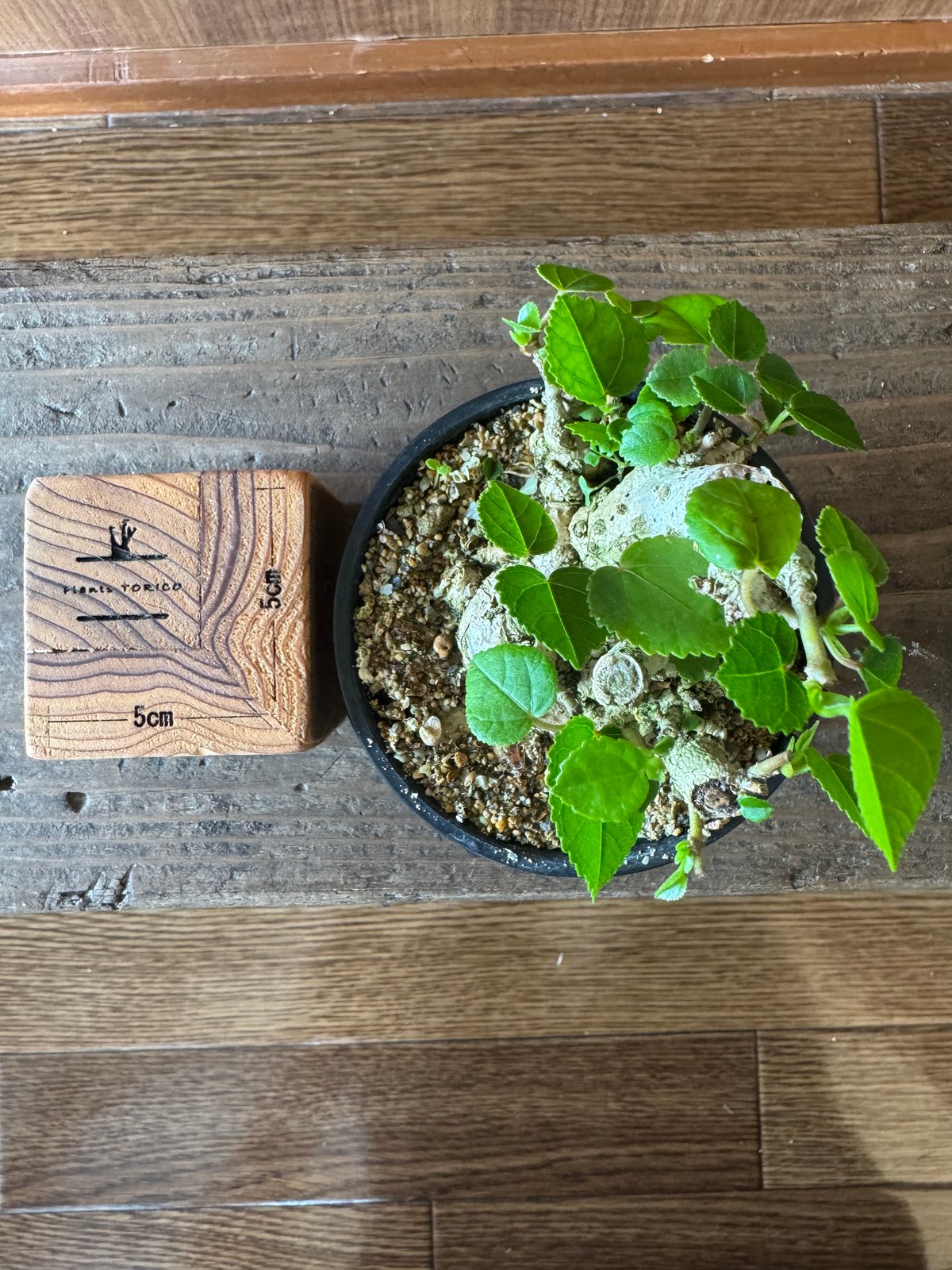 オオハマボウ単品 オオハマボウ 手乗りサイズ | plants TORICO