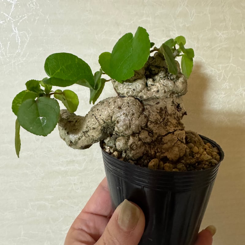 オオハマボウ極太小品盆栽 オオハマボウ 手乗りサイズ | plants TORICO