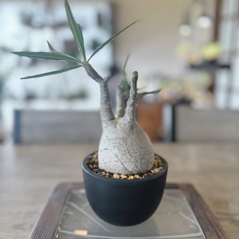 パキポディウム ブレビカリックス「大株」 【公式通販】