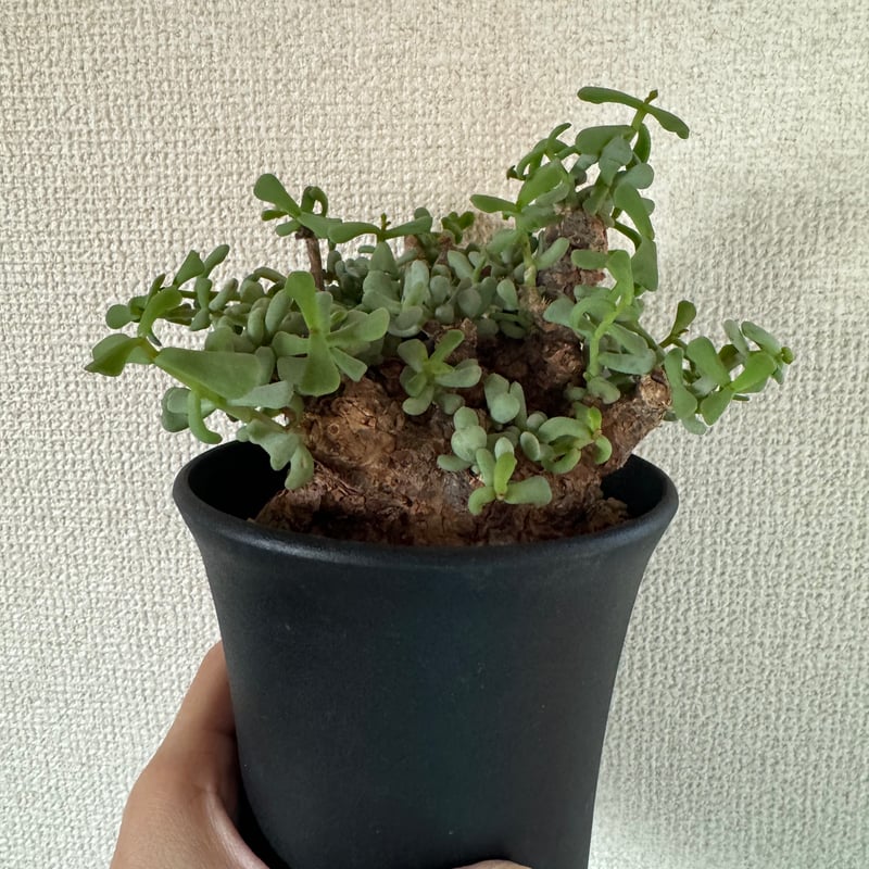 冬型植物 ケラリア ピグマエア | plants TORICO 冬型植物 ケラリア ピグマエア | plants TORICO