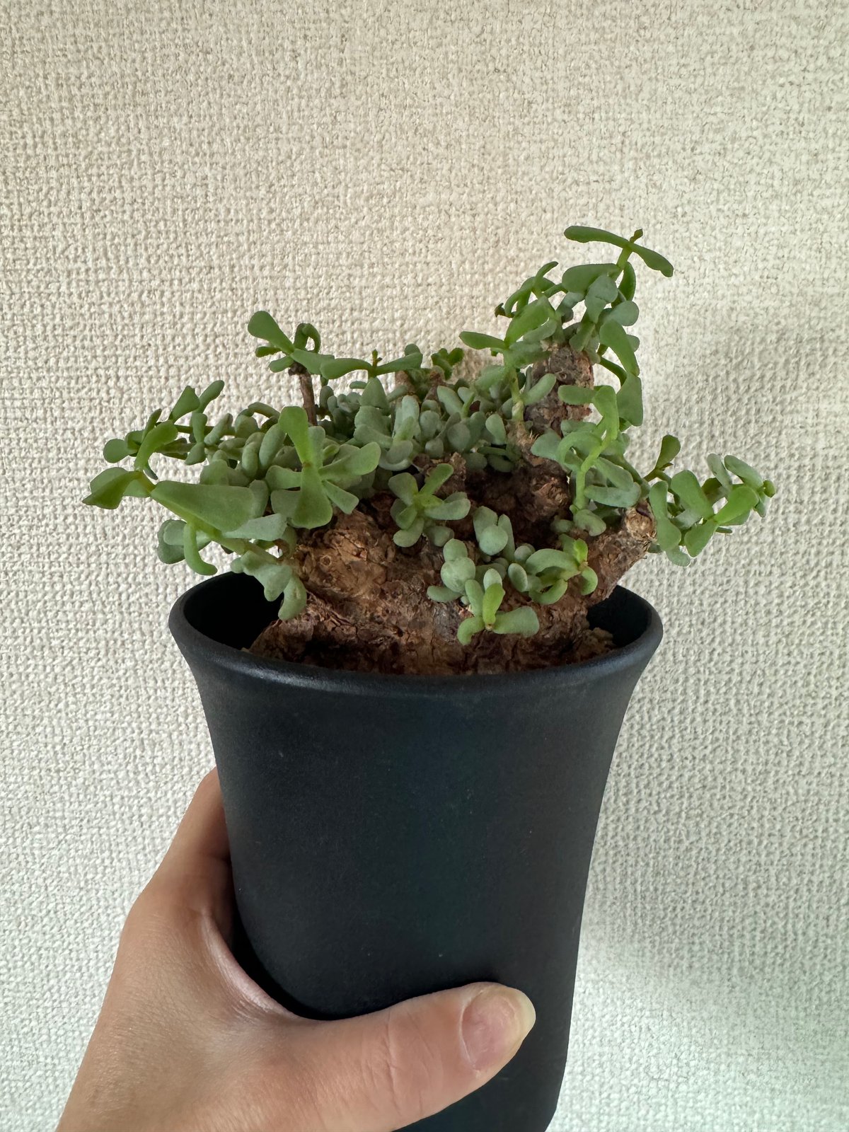 冬型植物 ケラリア ピグマエア | plants TORICO