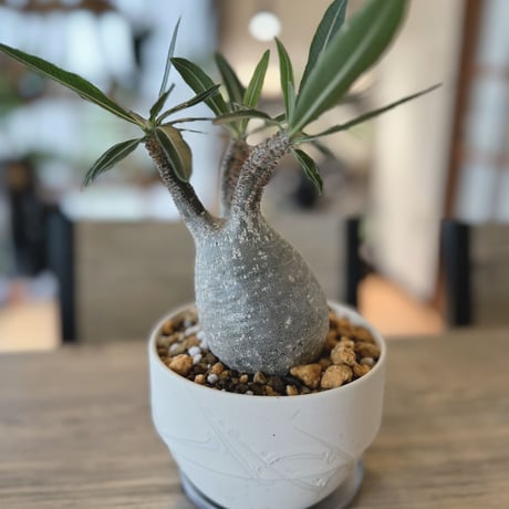 発根済グラキリス | STORES