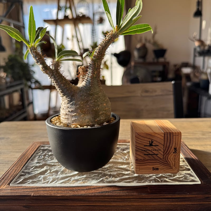 発根済 パキポディウムグラキリス | plants TORICO