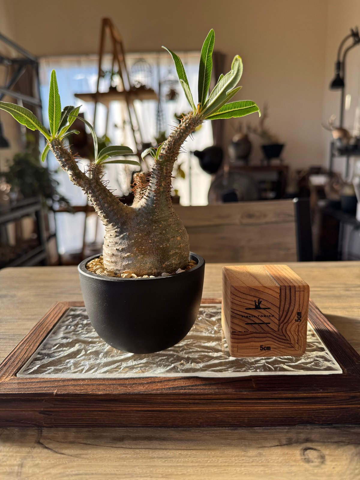 発根済 パキポディウムグラキリス | plants TORICO