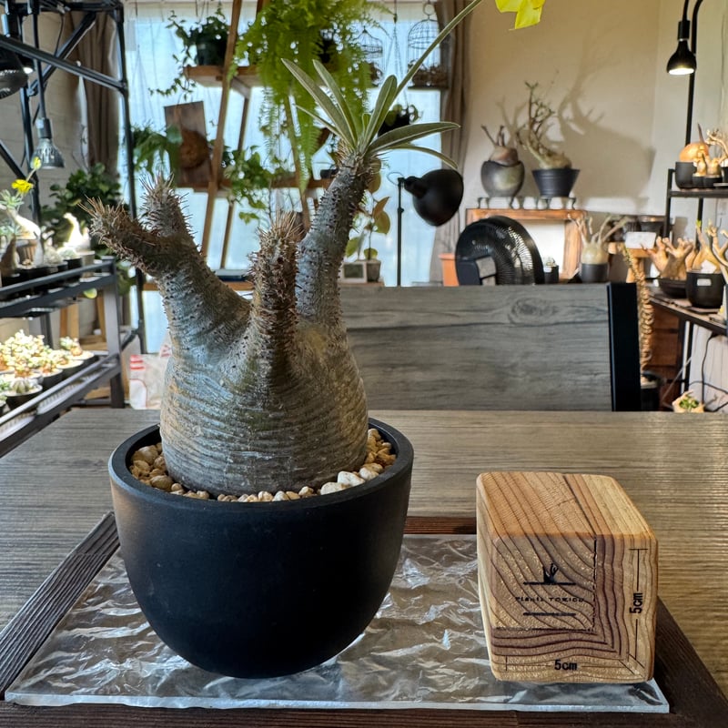 発根済 パキポディウムグラキリス | plants TORICO