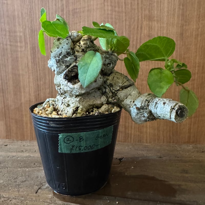 【早いもの勝ち】オオハマボウ　ユウナ　ゴツゴツ系 オオハマボウ 手乗りサイズ | plants TORICO