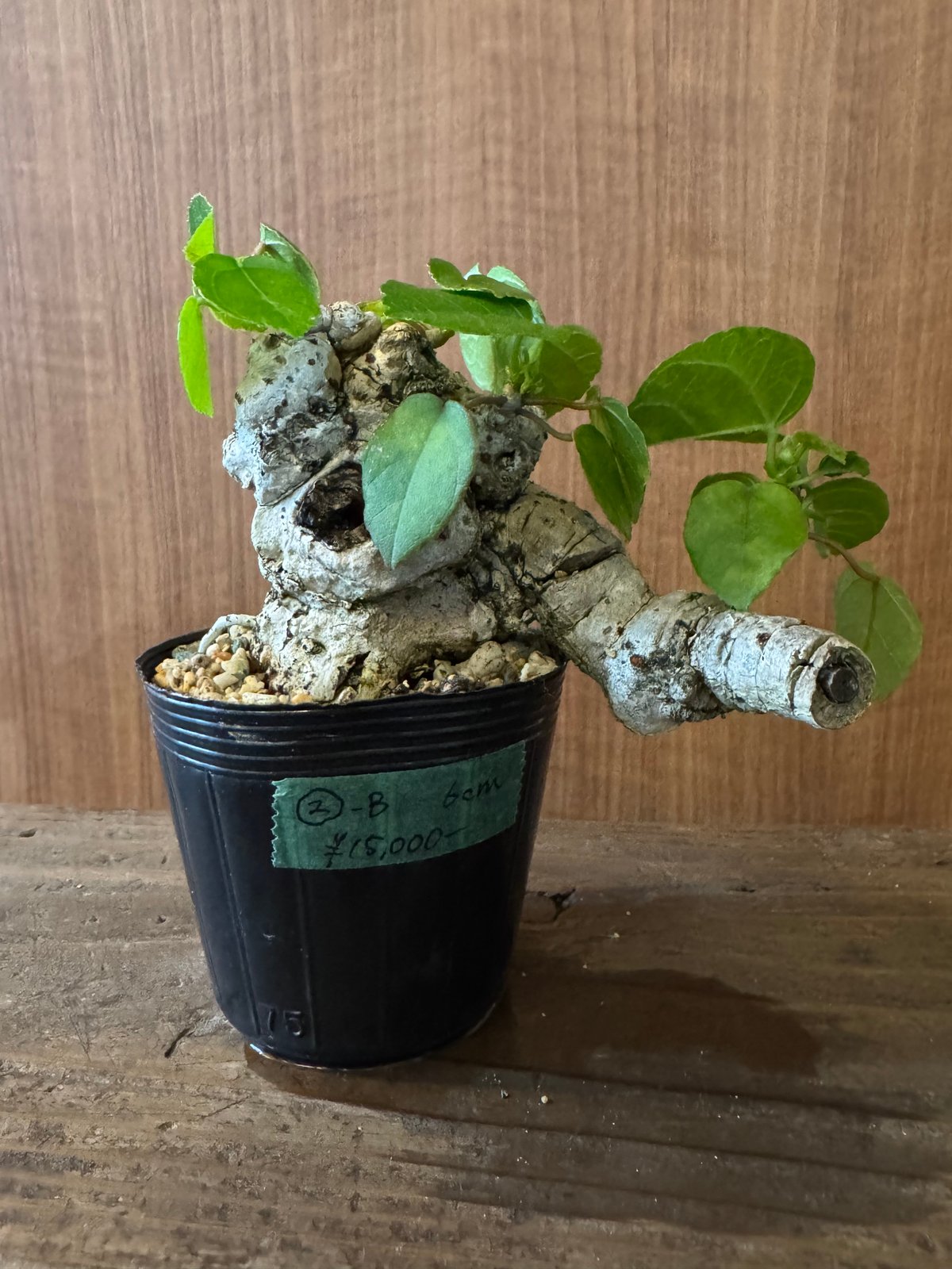 オオハマボウ極太小品盆栽 オオハマボウ 手乗りサイズ | plants TORICO