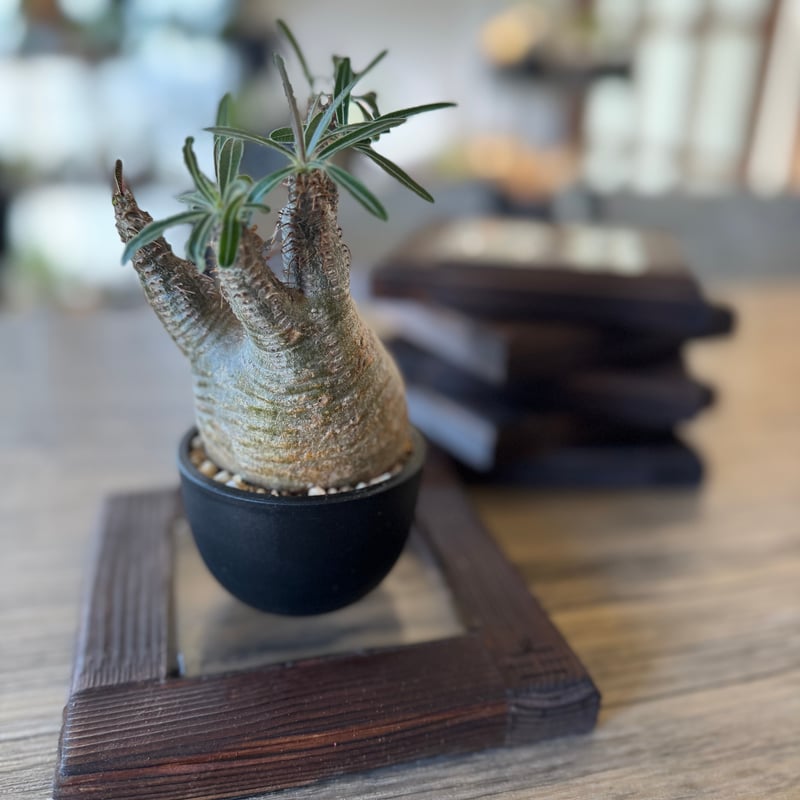 植物台　2点 正方形クリアステージ（植物台） | plants TORICO