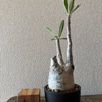 発根済み 良型 ケラリア ピグマエア （検索 冬型塊根 冬型植物 塊根植物 冬型塊根植物（#ケラリアピグマエア #万物想 ）発根管理始める