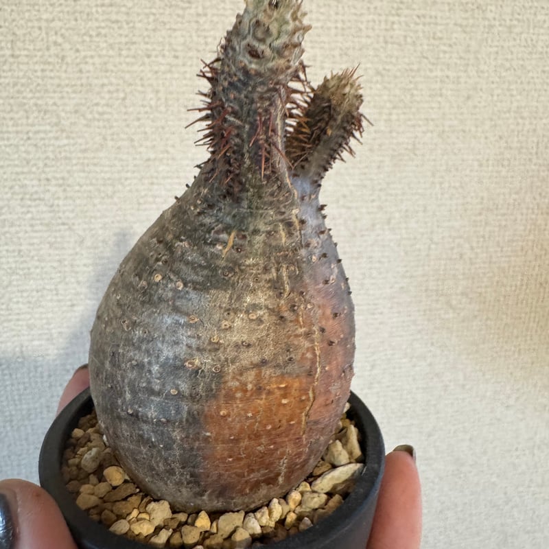 発根済 パキポディウムグラキリスS | plants TORICO 発根済 パキポディウムグラキリスS | plants TORICO