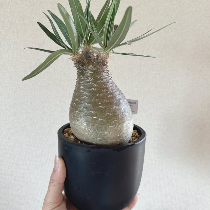 発根済 パキポディウムグラキリス | plants TORICO
