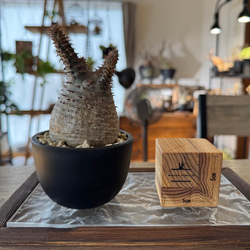 発根済 パキポディウムグラキリス | plants TORICO