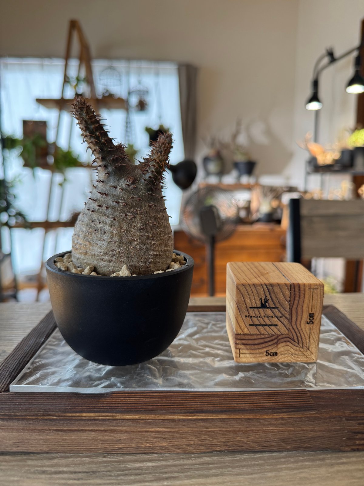 発根済 パキポディウムグラキリス | plants TORICO