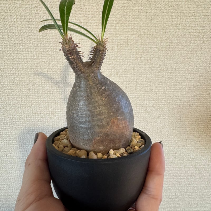 良型 手乗りサイズ パキポディウムグラキリス 発根済み 現地球 マダガスカル パキポディウム グラキリス【S】現地球/発根済み PGS-1 | Laule