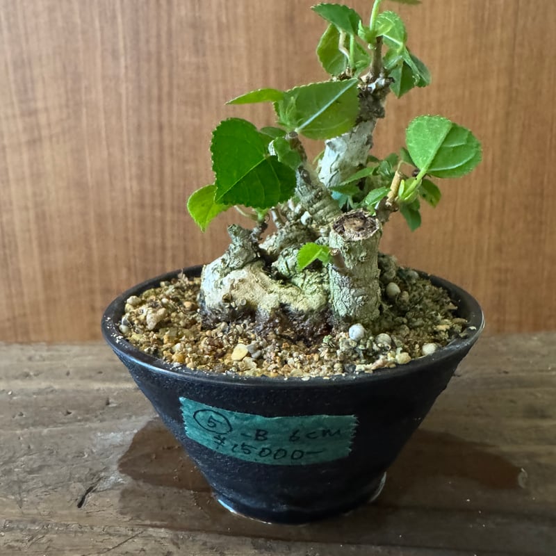 オオハマボウ オオハマボウ 手乗りサイズ | plants TORICO