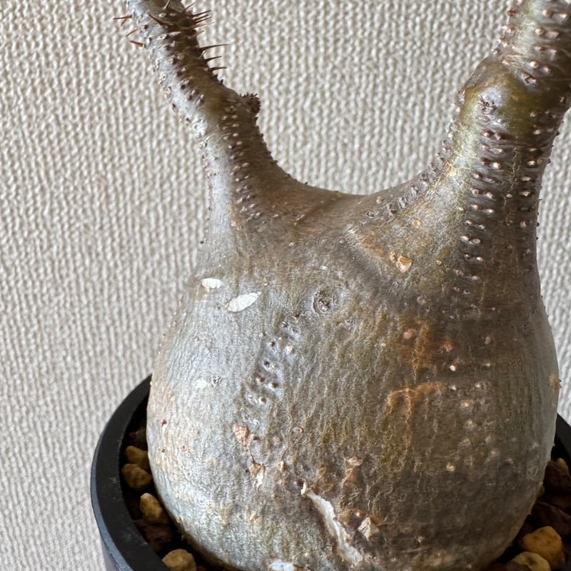 発根済 パキポディウムグラキリス | plants TORICO