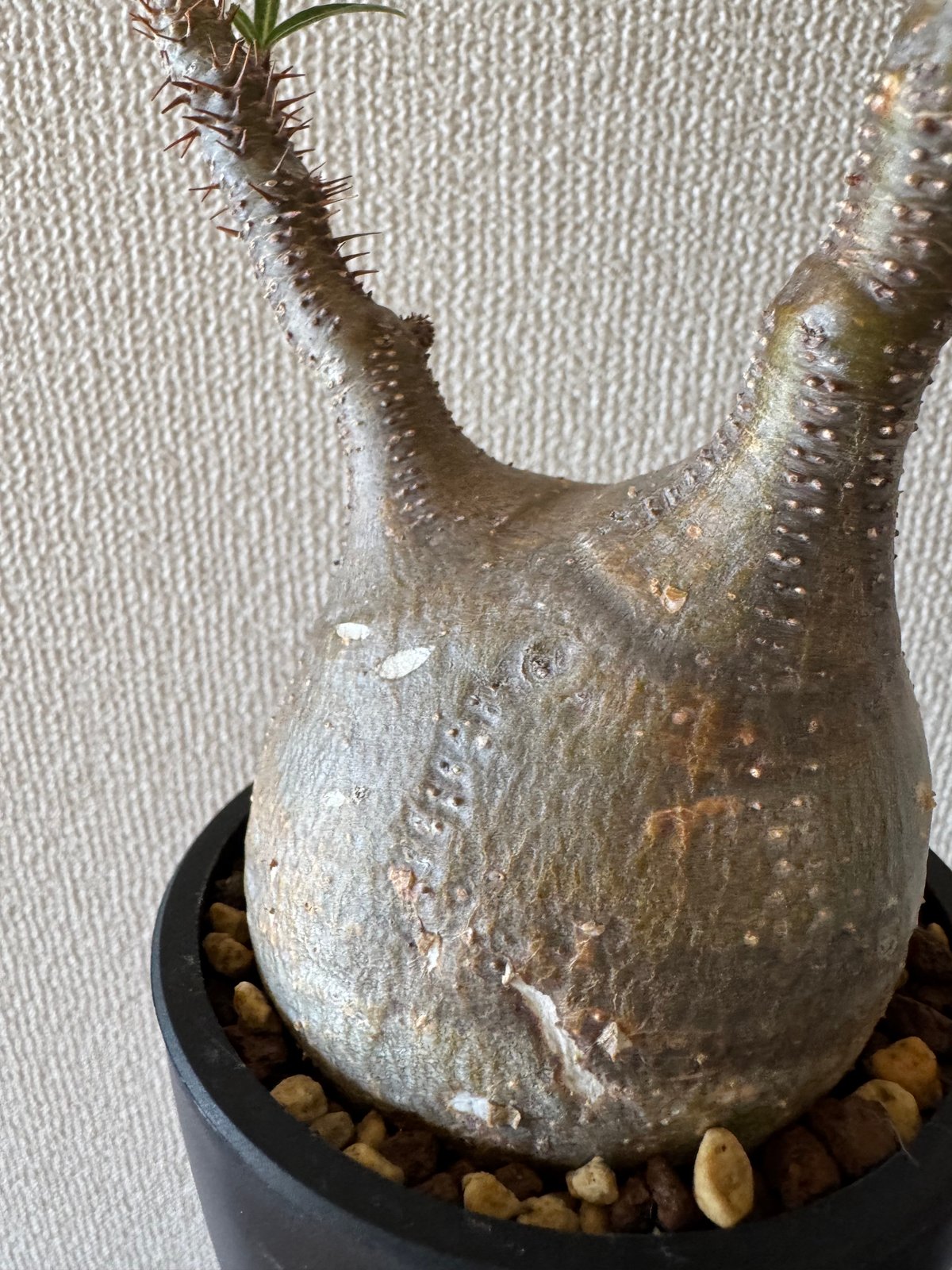 発根済 パキポディウムグラキリス | plants TORICO
