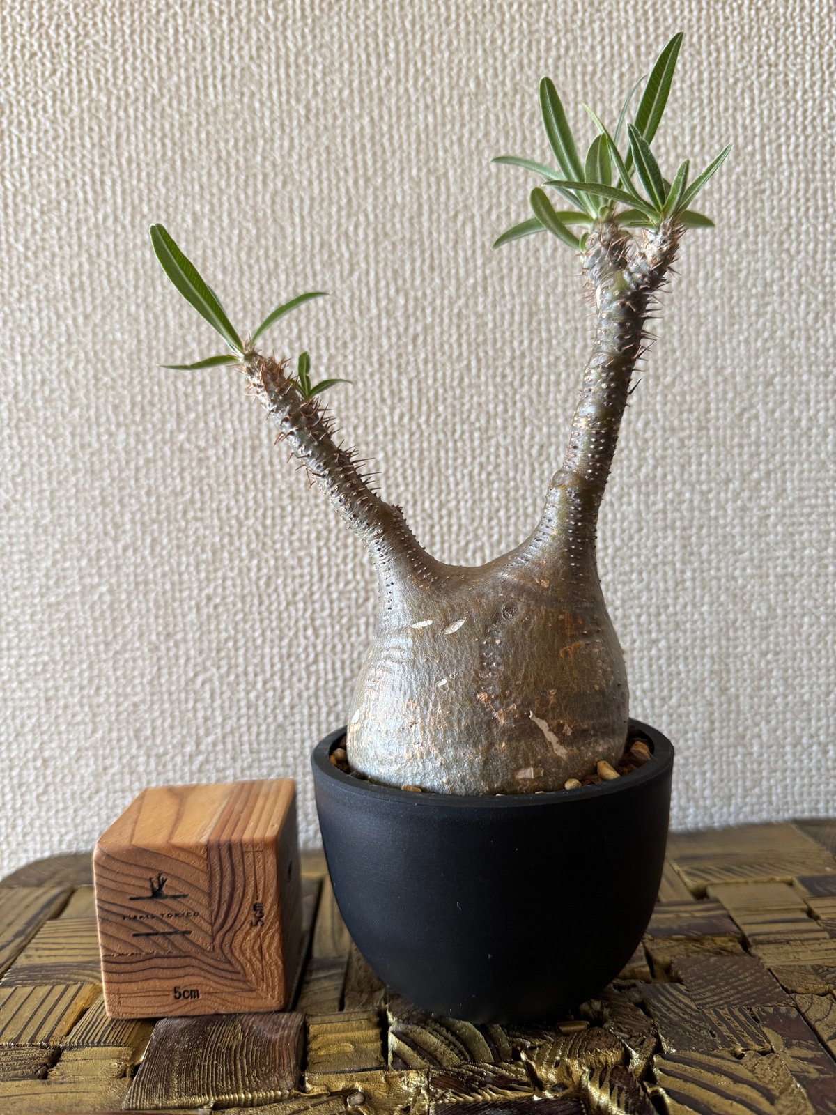 発根済 パキポディウムグラキリス | plants TORICO