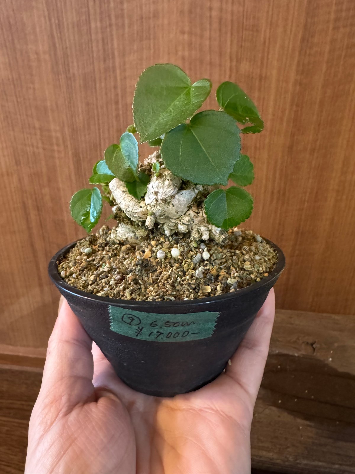 【早いもの勝ち】オオハマボウ　ユウナ　ゴツゴツ系 CATEGORY オオハマボウ(ユウナ) | 陶賊 -TOUZOKU- bonsai & po