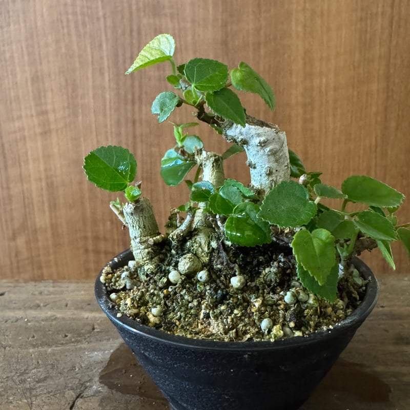 オオハマボウ 手乗りサイズ | plants TORICO