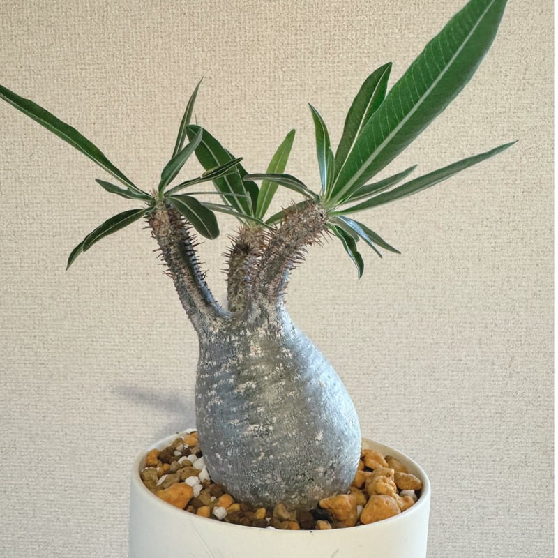 発根済 パキポディウムグラキリス | plants TORICO