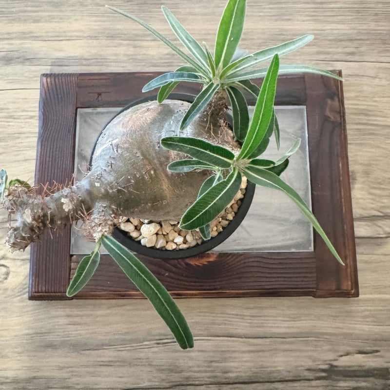 発根済 パキポディウムグラキリス | plants TORICO